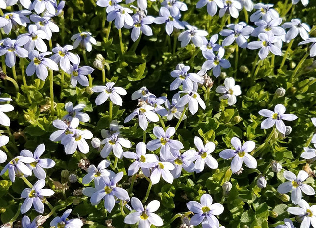 Isotoma fluviatilis (Blue Star Creeper)