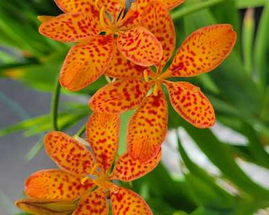 Belamcanda c. 'Freckle Face'