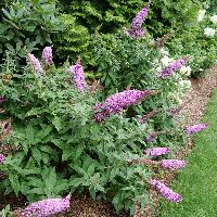Buddleia Pugster Pinker®
