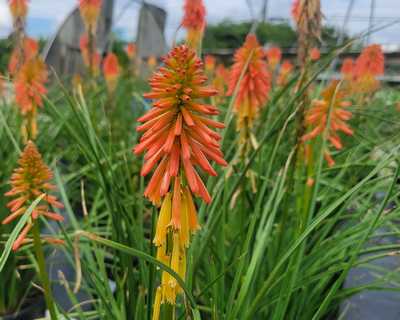 Kniphofia 'Papaya Popsicle'