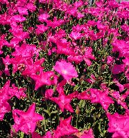 Dianthus Kahori® Pink