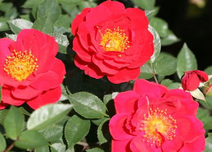 Rosa SH Oso Easy® Urban Legend®