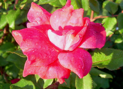 Rosa KO Knock Out® (Original Red)