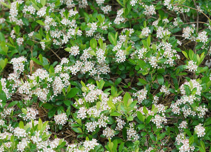 Aronia m. Ground Hug® (Ground Hog™)