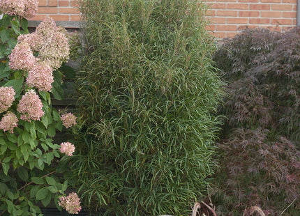 Rhamnus f. Fine Line®