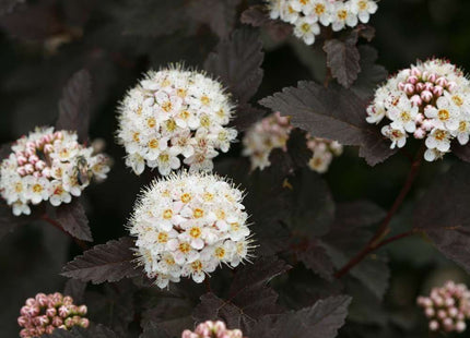 Physocarpus o. Diabolo®