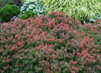 Berberis t. 'Admiration'