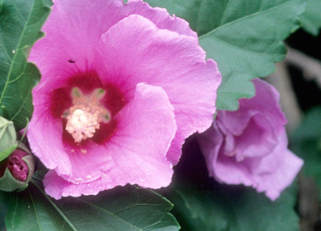 Hibiscus s. 'Minerva'