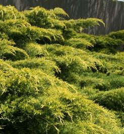 Juniperus c. 'Gold Lace'