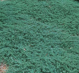 Juniperus h. 'Wiltonii'