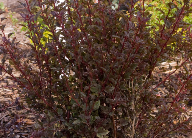 Physocarpus o. Little Devil™