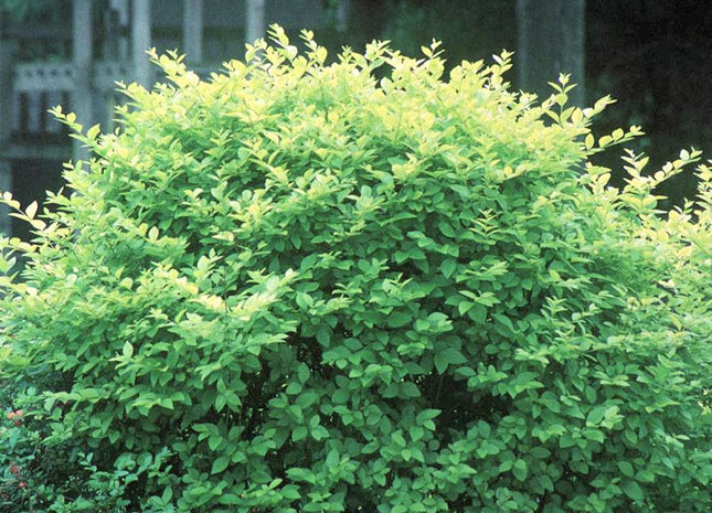 Ligustrum x vicaryi