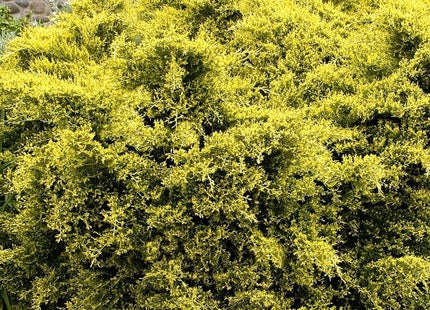 Juniperus c. 'Sea Of Gold'