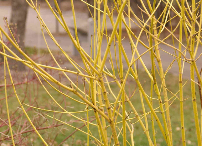 Cornus s. 'Flaviramea'