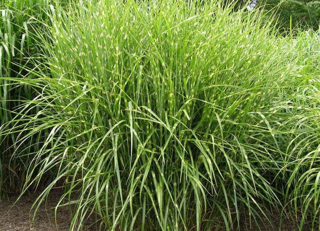 Grass-Miscanthus s. 'Strictus'