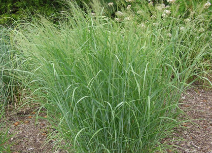 Grass-Panicum v. 'Heavy Metal'