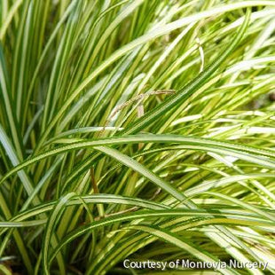 Grass-Carex Moon Falls™