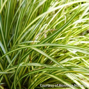 Grass-Carex Moon Falls™