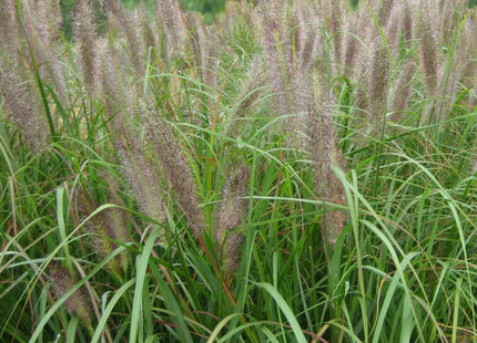Grass-Pennisetum a. 'Red Head'
