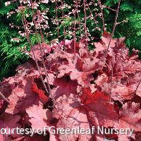 Heuchera 'Magma'