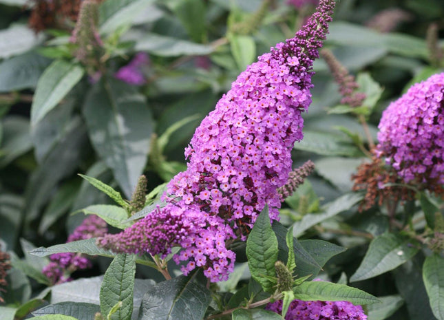 Buddleia Pugster Periwinkle®