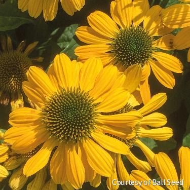 Echinacea 'Mellow Yellows'