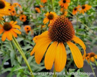 Echinacea 'Tiki Torch'