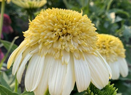 Echinacea 'Fried Egg'