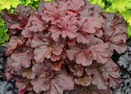 Heuchera Primo® 'Mahogany Monster'