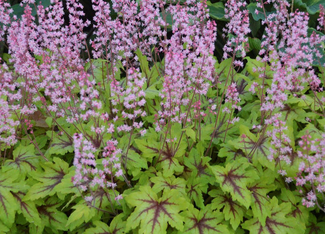 Heucherella Fun and Games® 'Eye Spy'