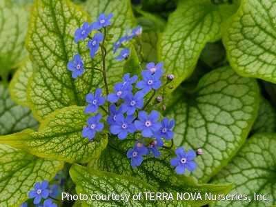 Brunnera m. 'Alexander's Great'