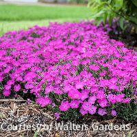Dianthus 'Paint The Town Fushia'
