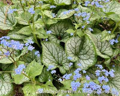 Brunnera m. 'Jack Frost'