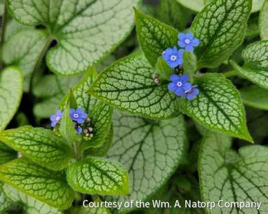 Brunnera m. 'Queen of Hearts'