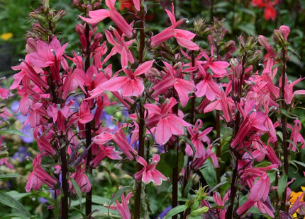 Lobelia 'Starship Deep Rose'