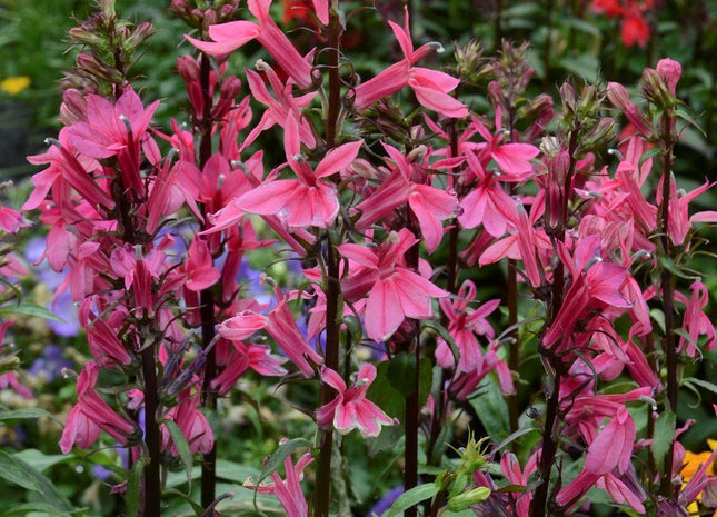 Lobelia 'Starship Deep Rose'