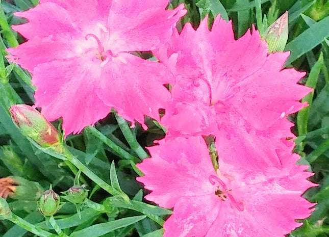 Dianthus Kahori®