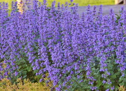 Nepeta 'Cat's Meow'