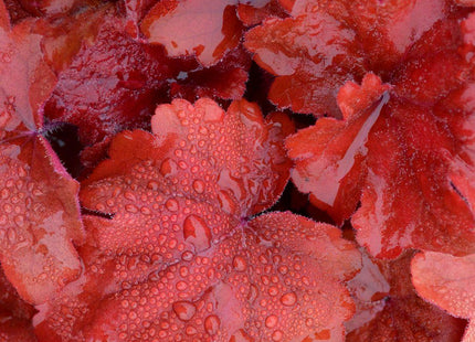 Heuchera 'Fire Alarm'