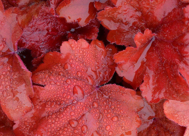 Heuchera 'Fire Alarm'