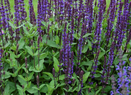 Salvia n. 'Caradonna'