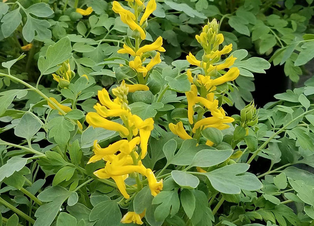 Corydalis 'Canary Feathers'