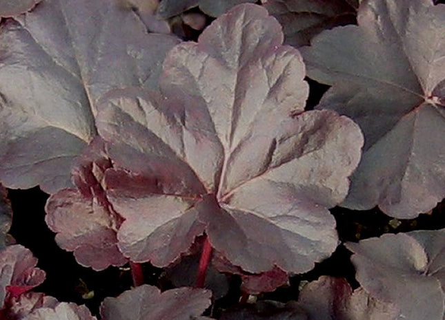 Heuchera 'Obsidian'