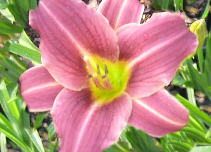 Hemerocallis 'Purple de Oro'