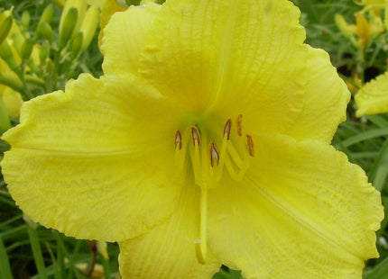 Hemerocallis 'Happy Returns'