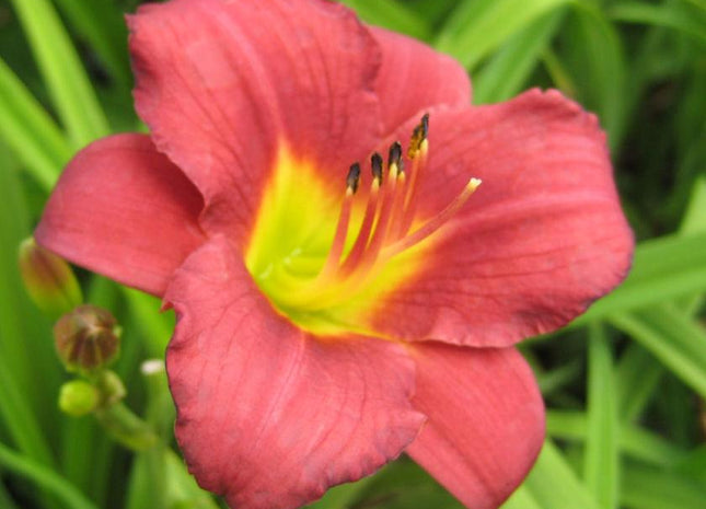 Hemerocallis 'Pardon Me'