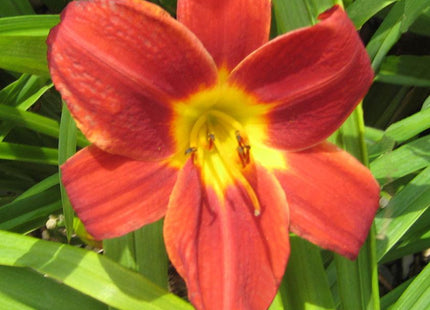 Hemerocallis 'Rocket City'
