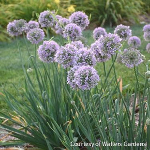 Allium 'Bubble Bath'