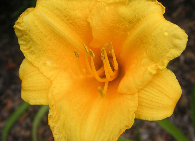 Hemerocallis 'Stella de Oro'
