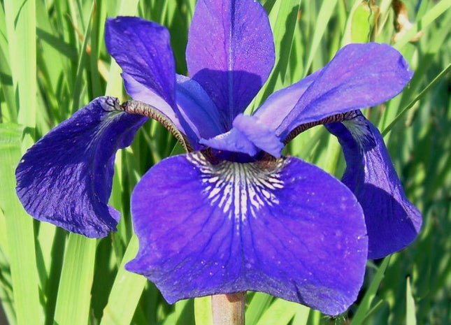 Iris s. 'Caesar's Brother'